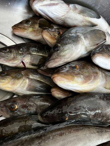 ホッケの釣果