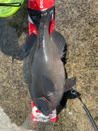 クロメジナの釣果