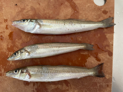 キスの釣果