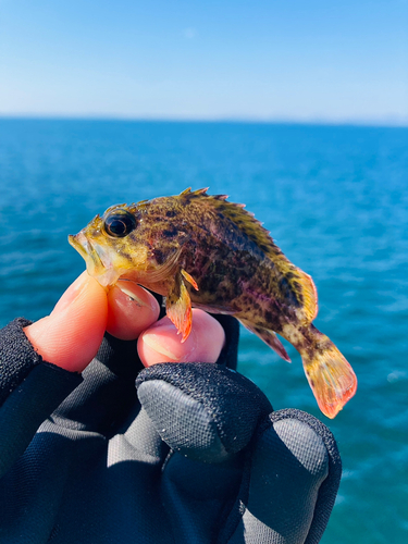 ガシラの釣果