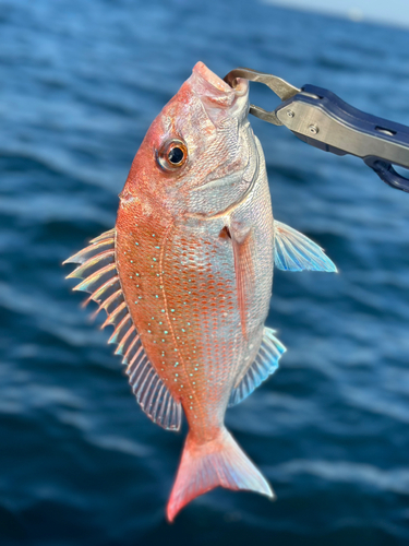 マダイの釣果