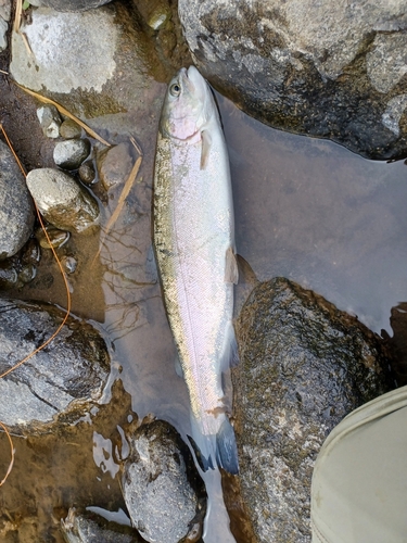 ニジマスの釣果