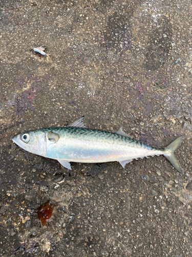 サバの釣果