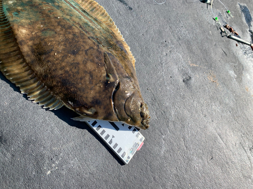 マコガレイの釣果