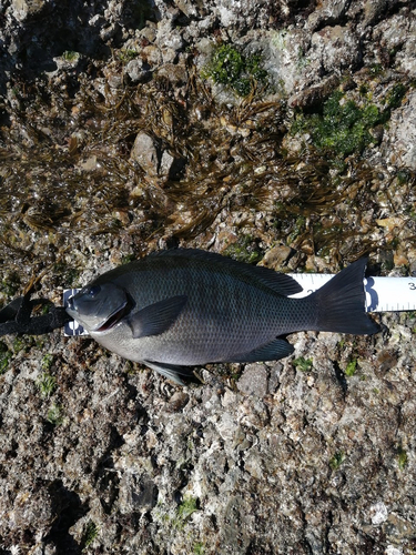 クチブトグレの釣果