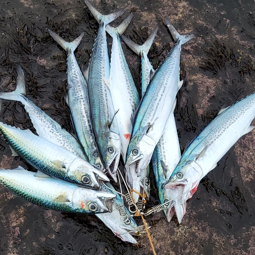 サゴシの釣果