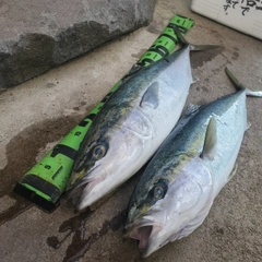 ハマチの釣果