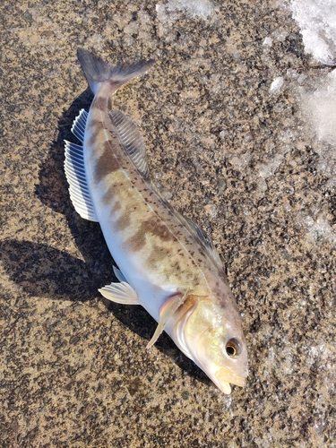 ホッケの釣果