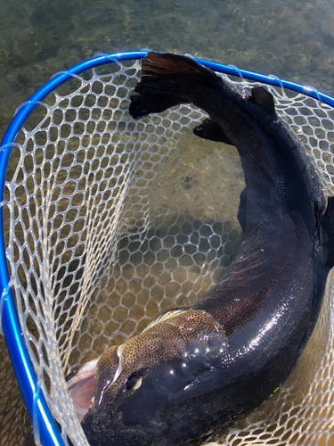 イトウの釣果