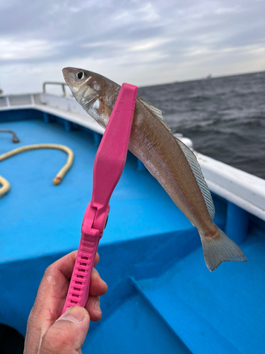 シロギスの釣果