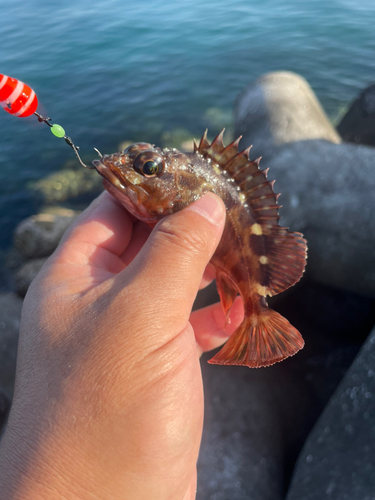 カサゴの釣果