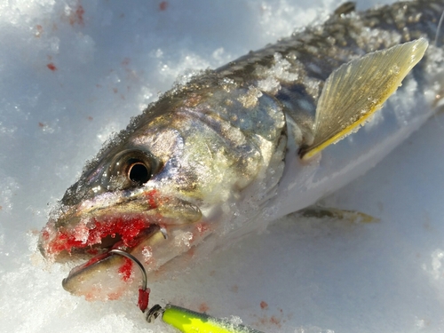 アメマスの釣果