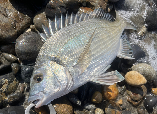 ミナミクロダイの釣果