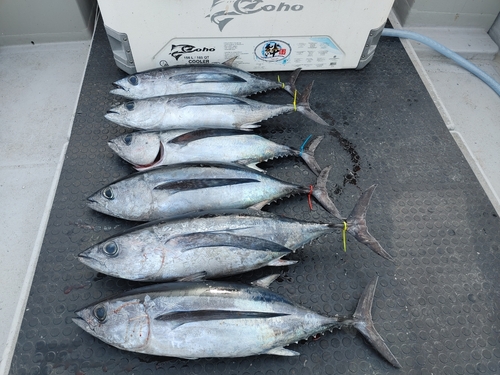 ビンチョウマグロの釣果