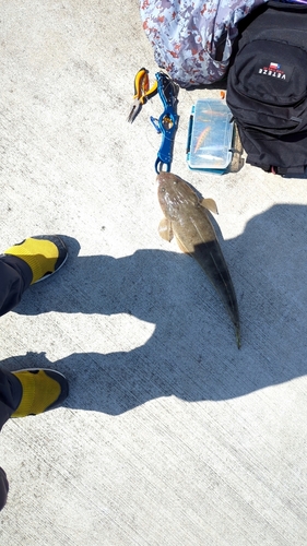 ミナミマゴチの釣果