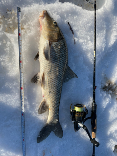 ニゴイの釣果