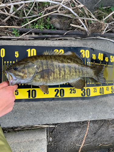 スモールマウスバスの釣果