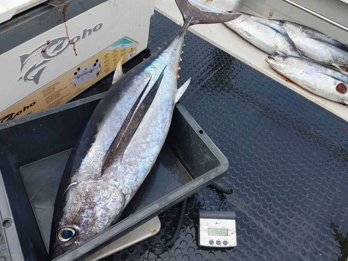 三重県ジギング船　絆さんの釣果 2枚目の画像