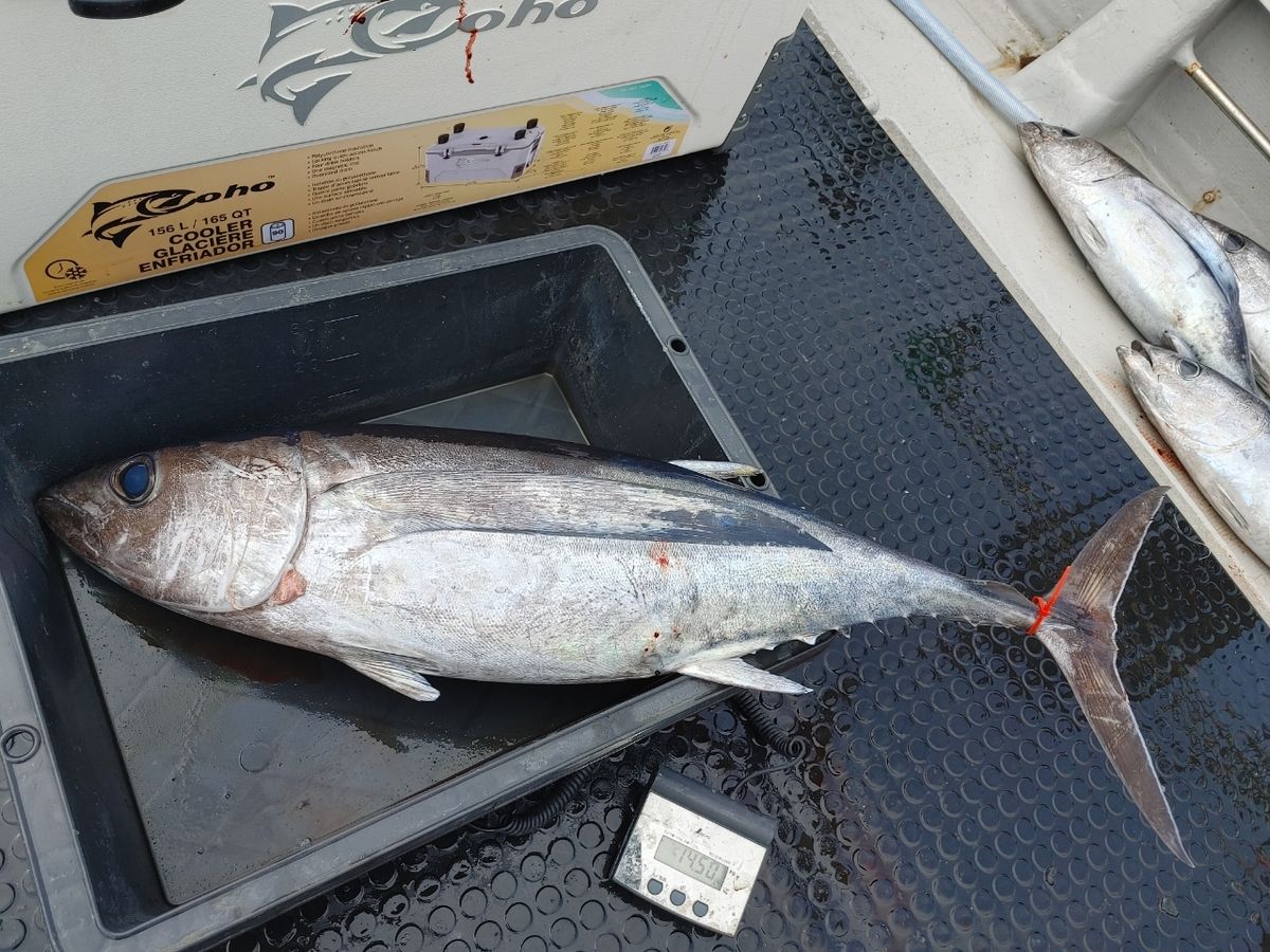 三重県ジギング船　絆さんの釣果 3枚目の画像