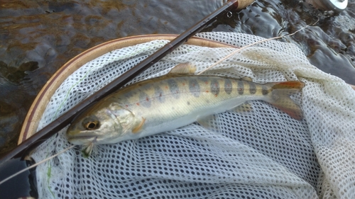 アマゴの釣果