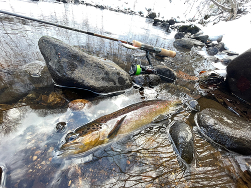 ブラウントラウトの釣果