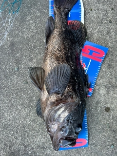 ソイの釣果