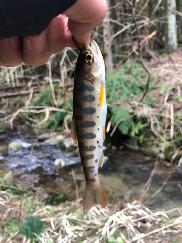 ヤマメの釣果