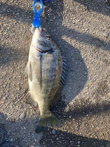 ミナミクロダイの釣果