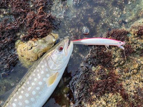 アメマスの釣果