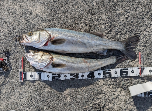 シーバスの釣果