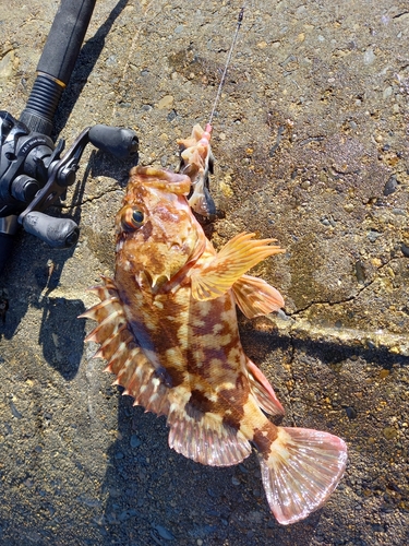 カサゴの釣果