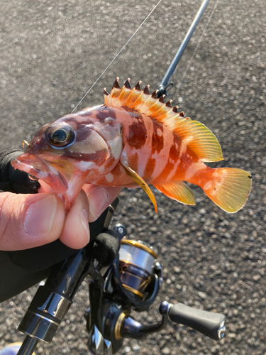 アカハタの釣果