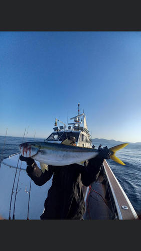 ブリの釣果