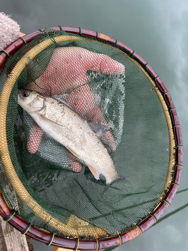 ウグイの釣果