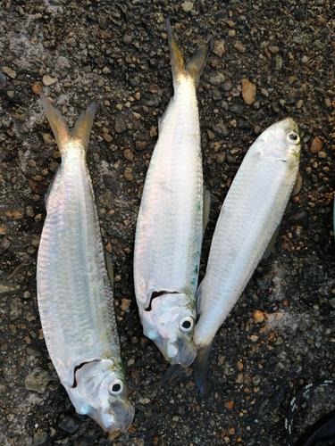 ママカリの釣果