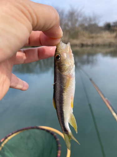 ムツの釣果