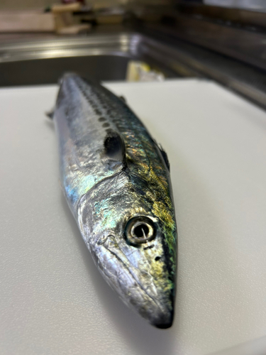 サゴシの釣果