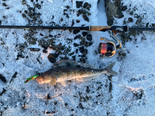 ホッケの釣果