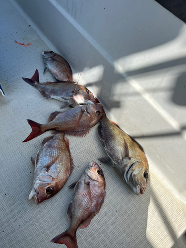 マダイの釣果