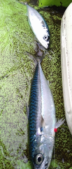 サバの釣果