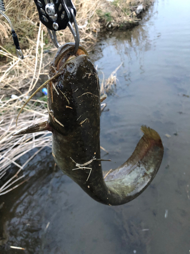 ナマズの釣果