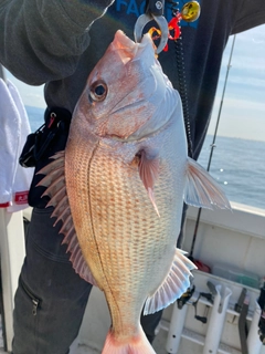 マダイの釣果