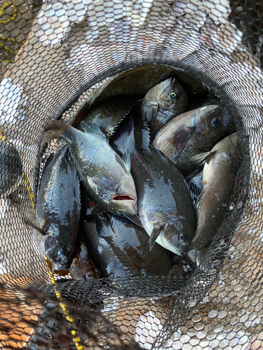 クチブトグレの釣果