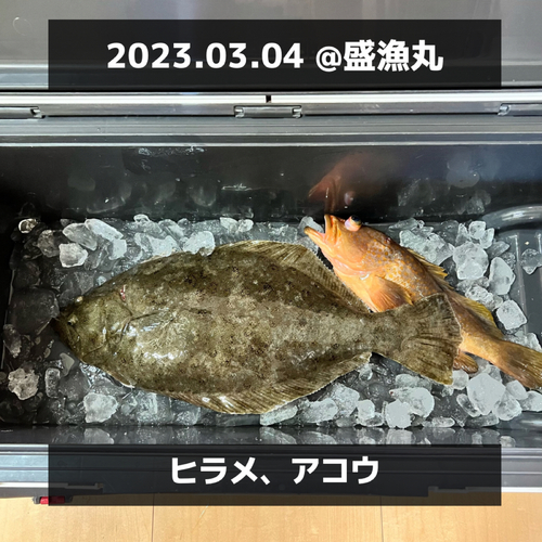 ヒラメの釣果