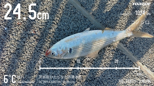 コノシロの釣果