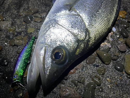 ヒラスズキの釣果