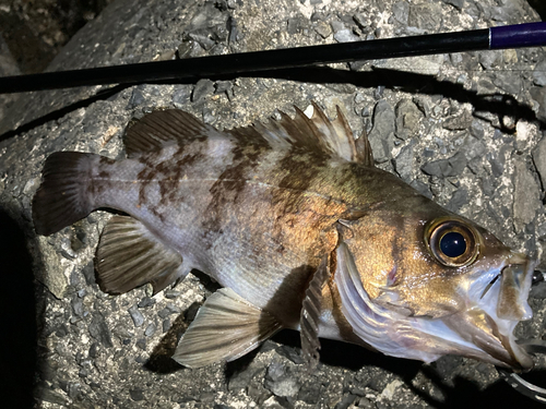 メバルの釣果