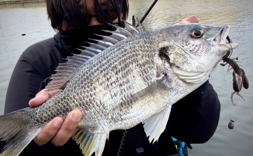 キビレの釣果