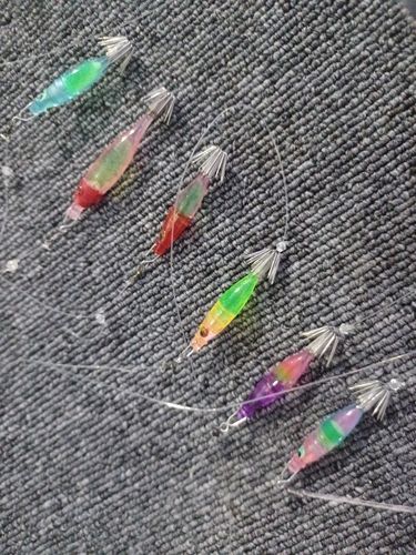 マルイカの釣果