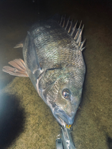 チヌの釣果